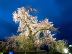 円山公園の枝垂桜