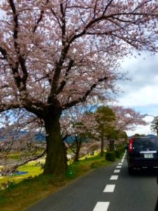 鴨川の桜