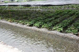 屋根の下。規則的にわさびが植えられています。水も超キレイ！